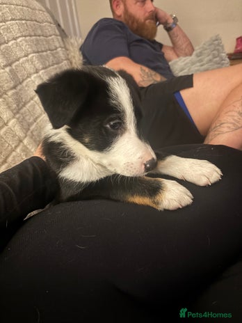 Border Collie dogs Last little boy….. will take £650 each - Advert 14