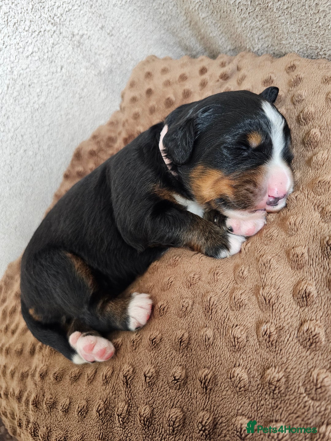 Bernese Mountain Dog dogs for sale: Gorgeous Bernese Mountain Dog Puppies Ready Soon - Image 10
