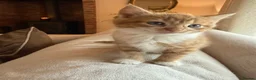 Mixed Breed cats for sale: Beautiful Ginger Kittens  - Advert 21