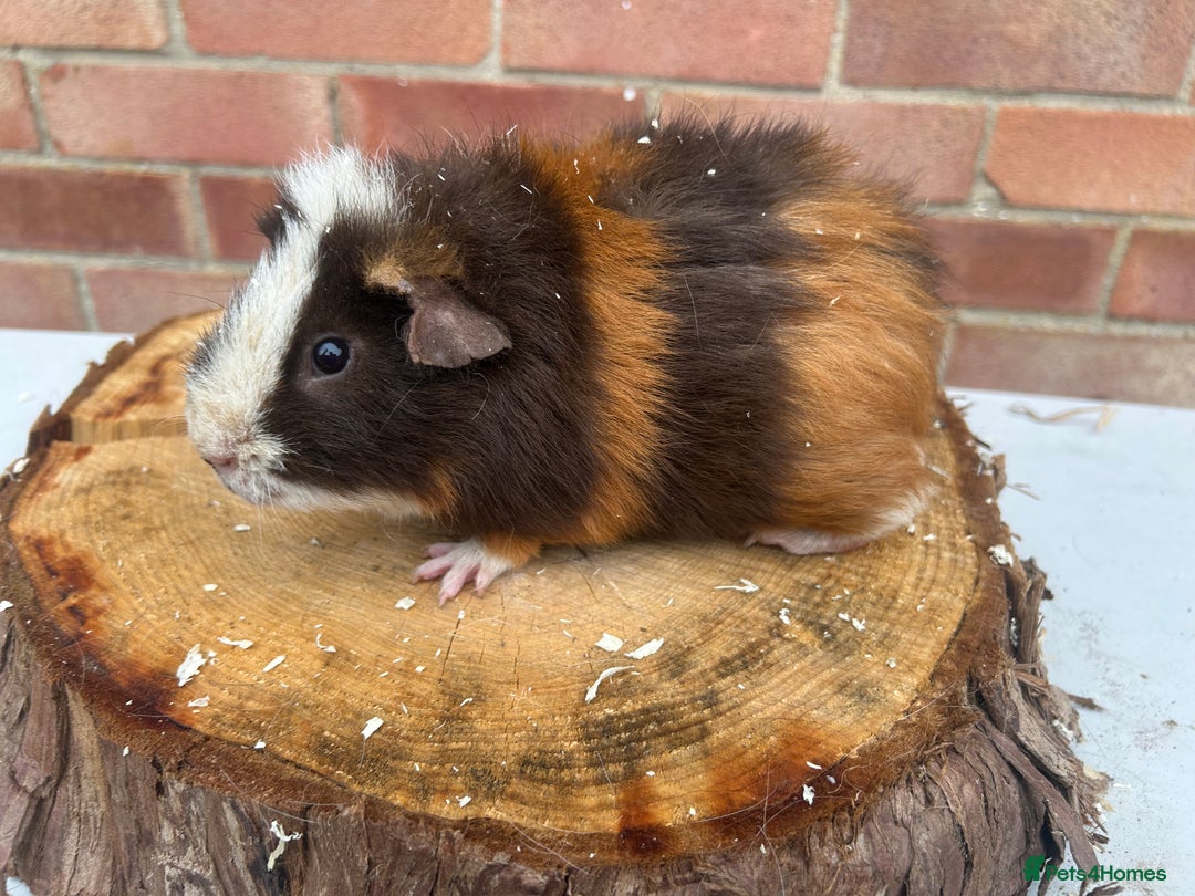 Guinea Pig rodents for sale: Free Male Guinea pigs  - Image 13