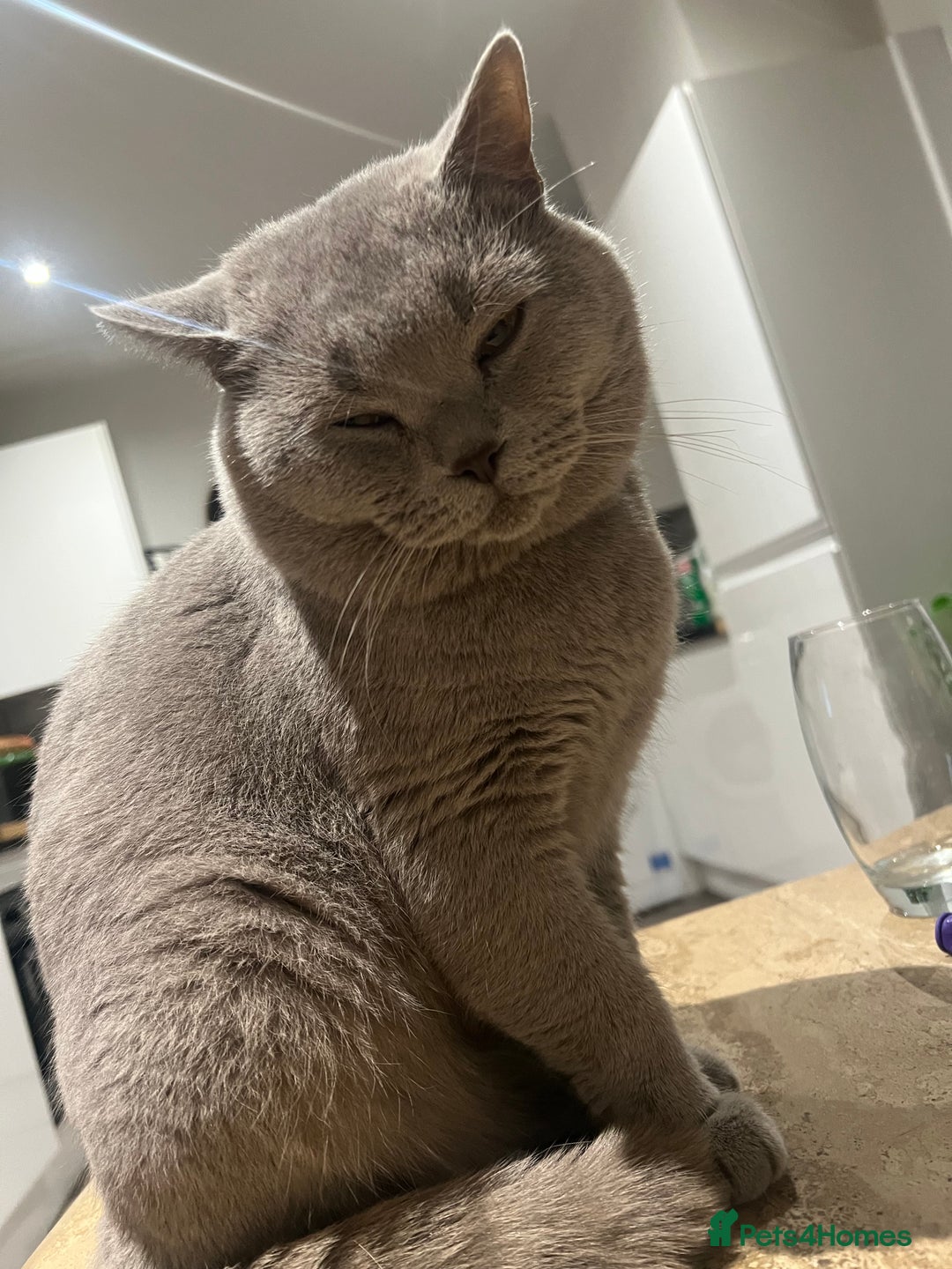 Mixed Breed cats for sale: British blue cross Russian blue  - Advert 8