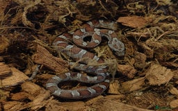 Corn Snake reptiles for sale: Beautiful Baby Corn Snakes for Sale - Image 4
