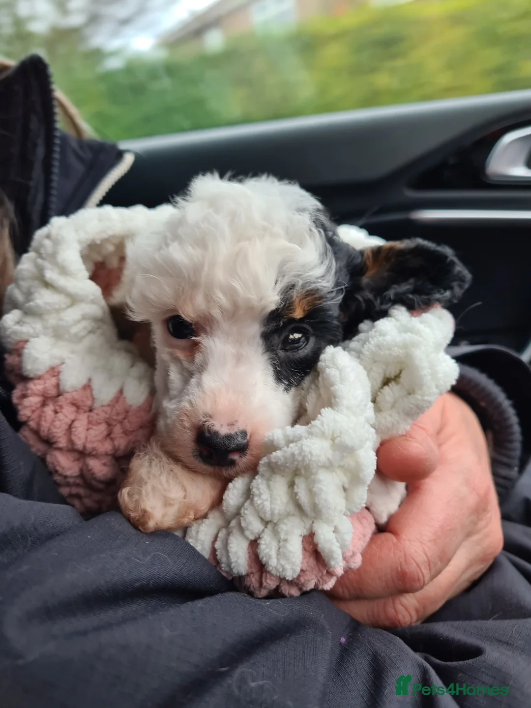 Toy Poodle dogs for stud: Health Tested Tri Toy in Birkenhead - Advert 18