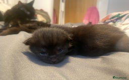 Maine Coon cats for sale: Maine coon cross kittens  - Image 8