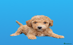 Cockapoo dogs for sale: F1B cockapoo puppys - Image 15