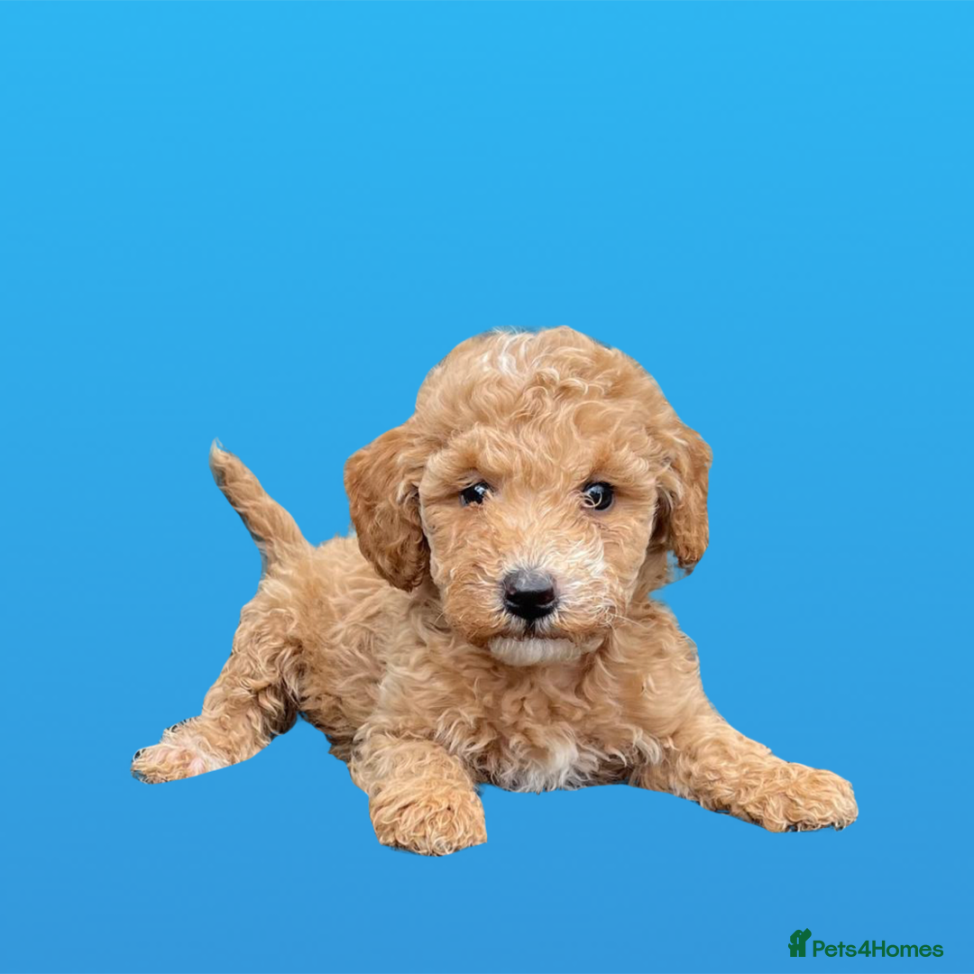 Cockapoo dogs for sale: F1B cockapoo puppys - Image 15