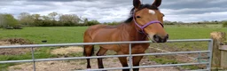 English Thoroughbred horses for sale: 16.2 thoroughbred gelding in Ellesmere - Advert 1