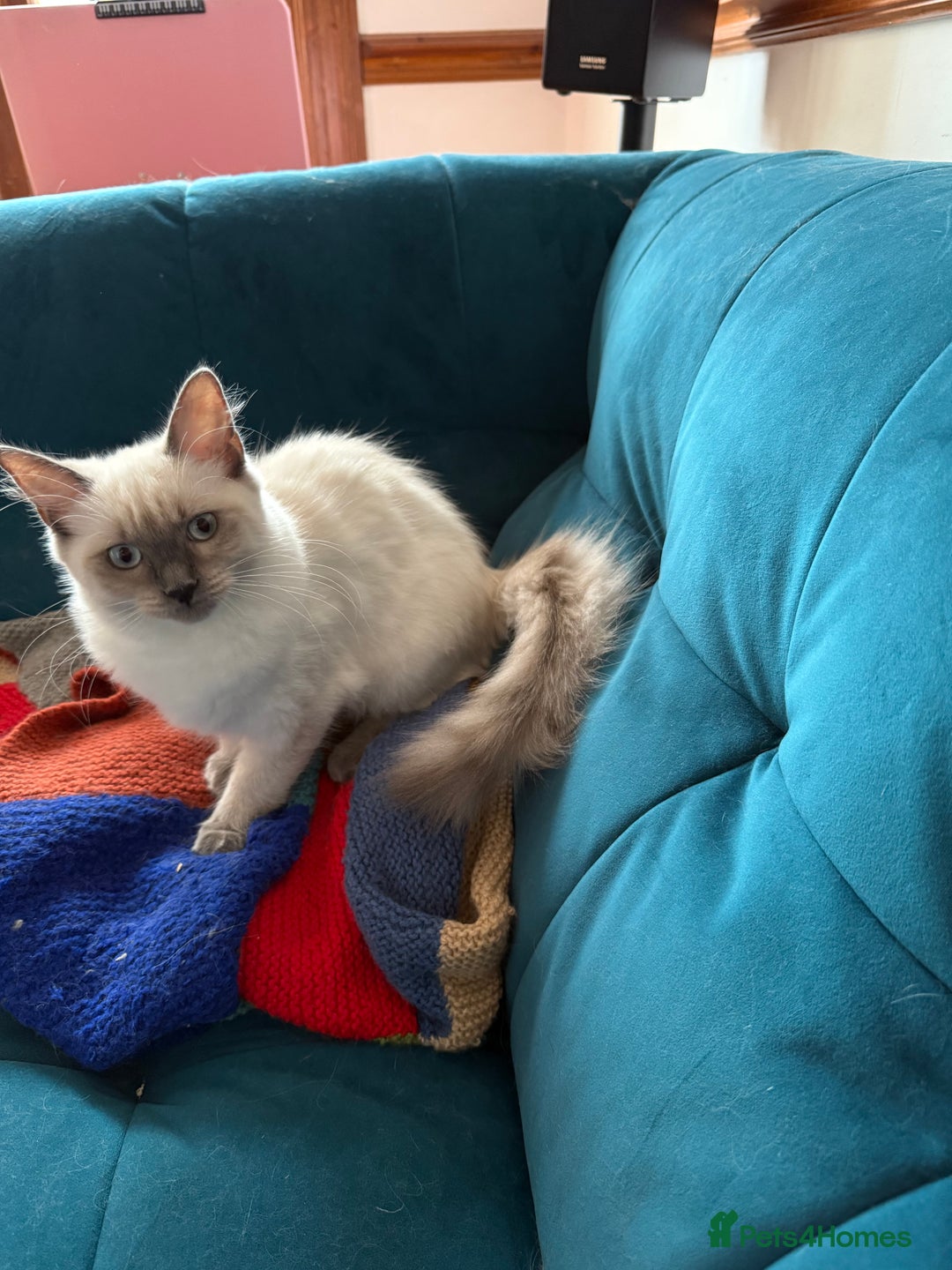 Ragdoll cats for sale: Ragdoll kittens for sale  - Image 27