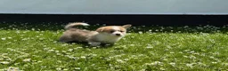 Welsh Corgi Pembroke dogs for sale: Handsome KC Reg Pembroke Corgi Pups in Caerphilly - Advert 4