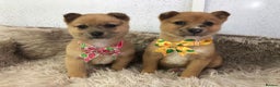 Mixed Breed dogs for sale: Jack Russel x Shibu inu (Shibujacks) - Advert 1