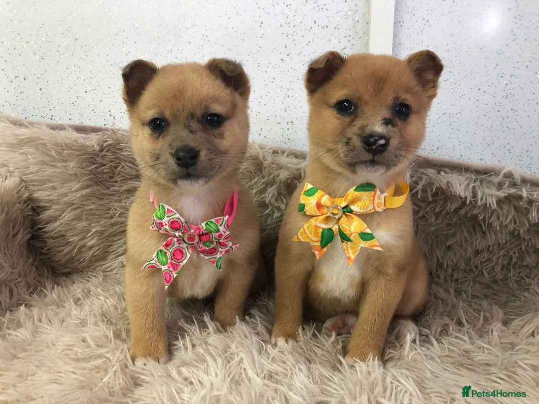 Mixed Breed dogs for sale: Jack Russel x Shibu inu (Shibujacks) - Advert 1