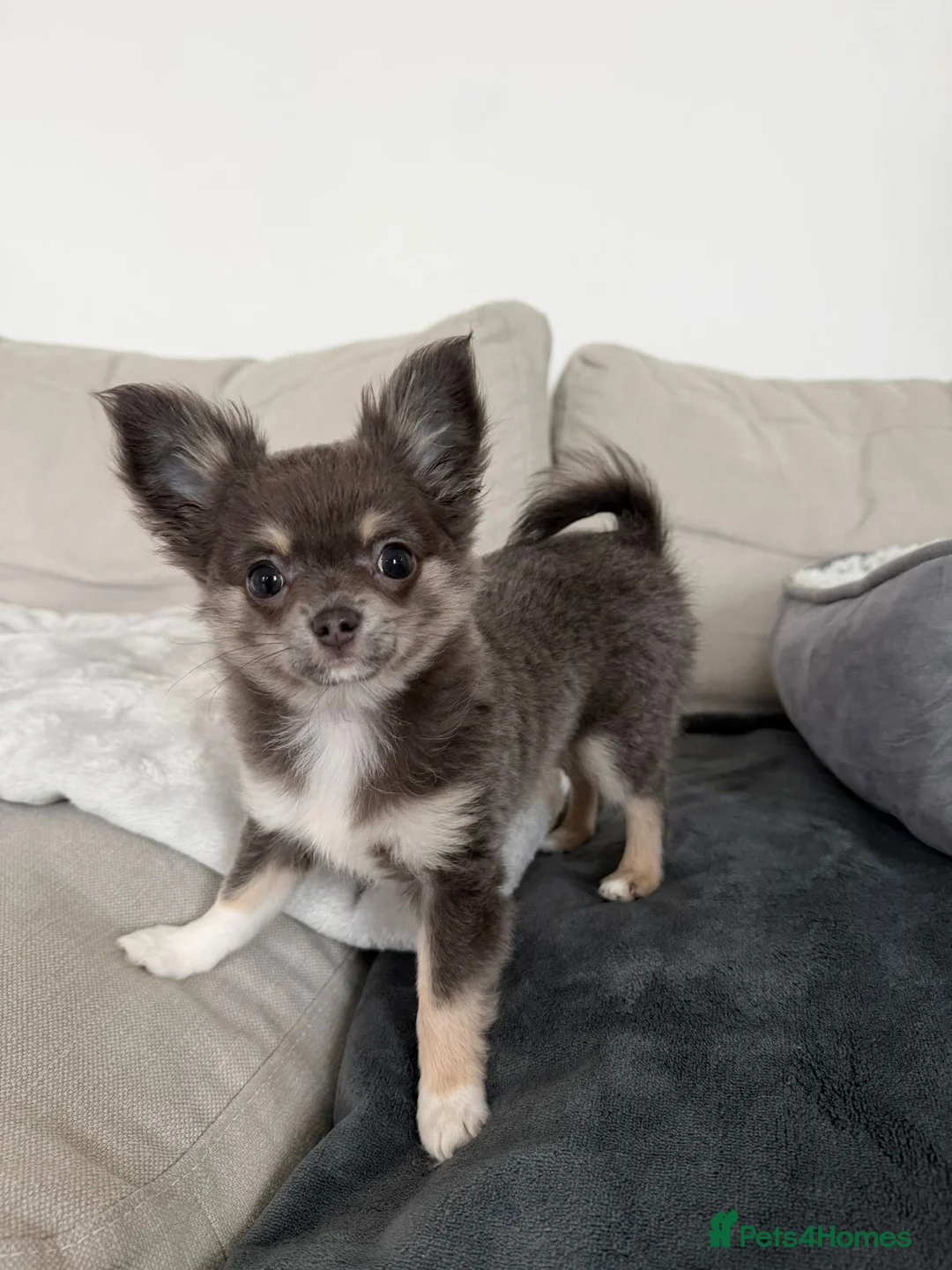 Chihuahua dogs for stud: 1.8kg TikTok star STUD DUTIES ⭐️ - Advert 12