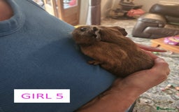 Guinea Pig rodents for sale: Female Guinea Pigs For Sale - Image 10