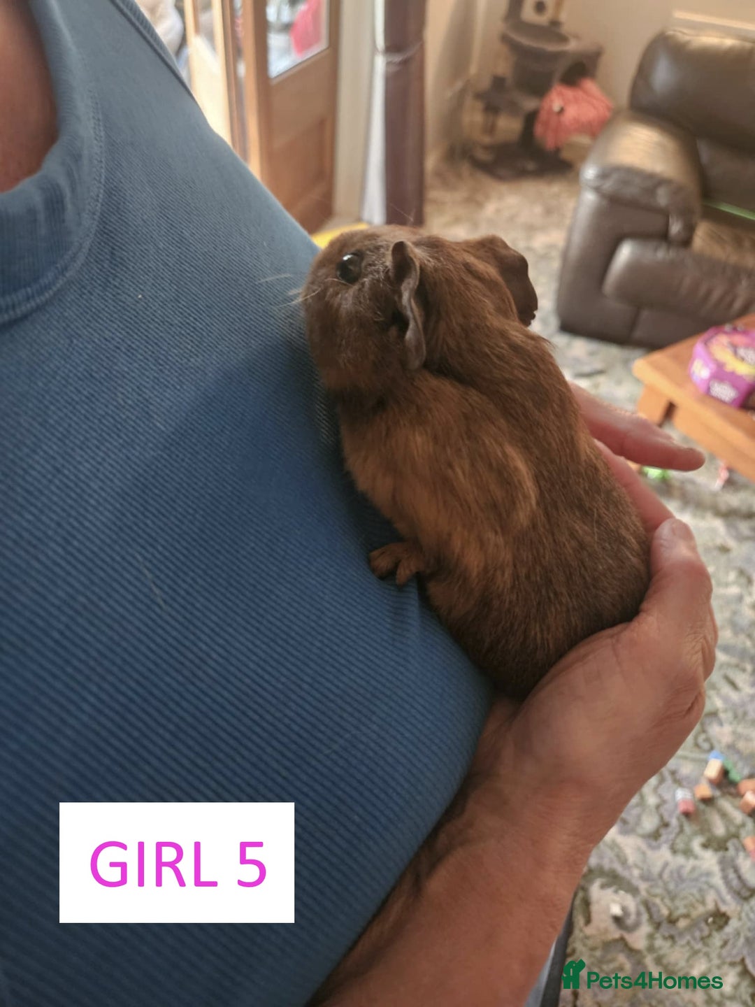 Guinea Pig rodents for sale: Female Guinea Pigs For Sale - Image 10