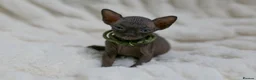 Sphynx cats for sale: Lovely Sphynx Kittens available - Advert 17