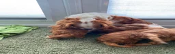 Cavapoo dogs for sale: Cavapoo’s in Manchester - Advert 4