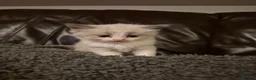 Ragdoll cats for sale: Gorgeous blue and seal ragdoll kittens - Advert 7