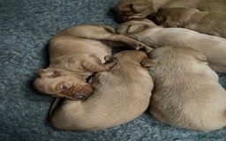 Labrador Retriever dogs for sale: Fox Red Labrador Puppies  - Image 7