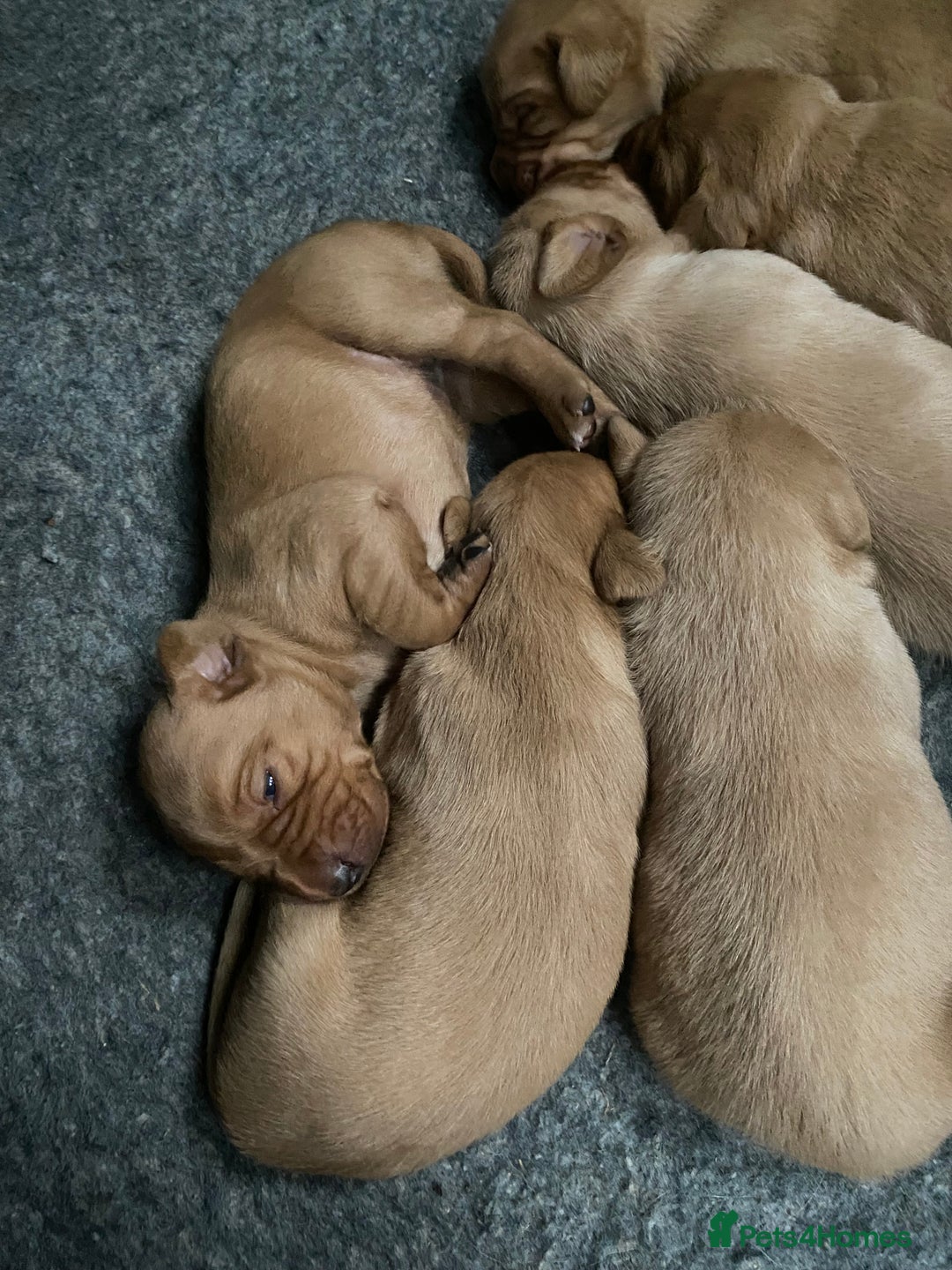 Labrador Retriever dogs for sale: Fox Red Labrador Puppies  - Image 7