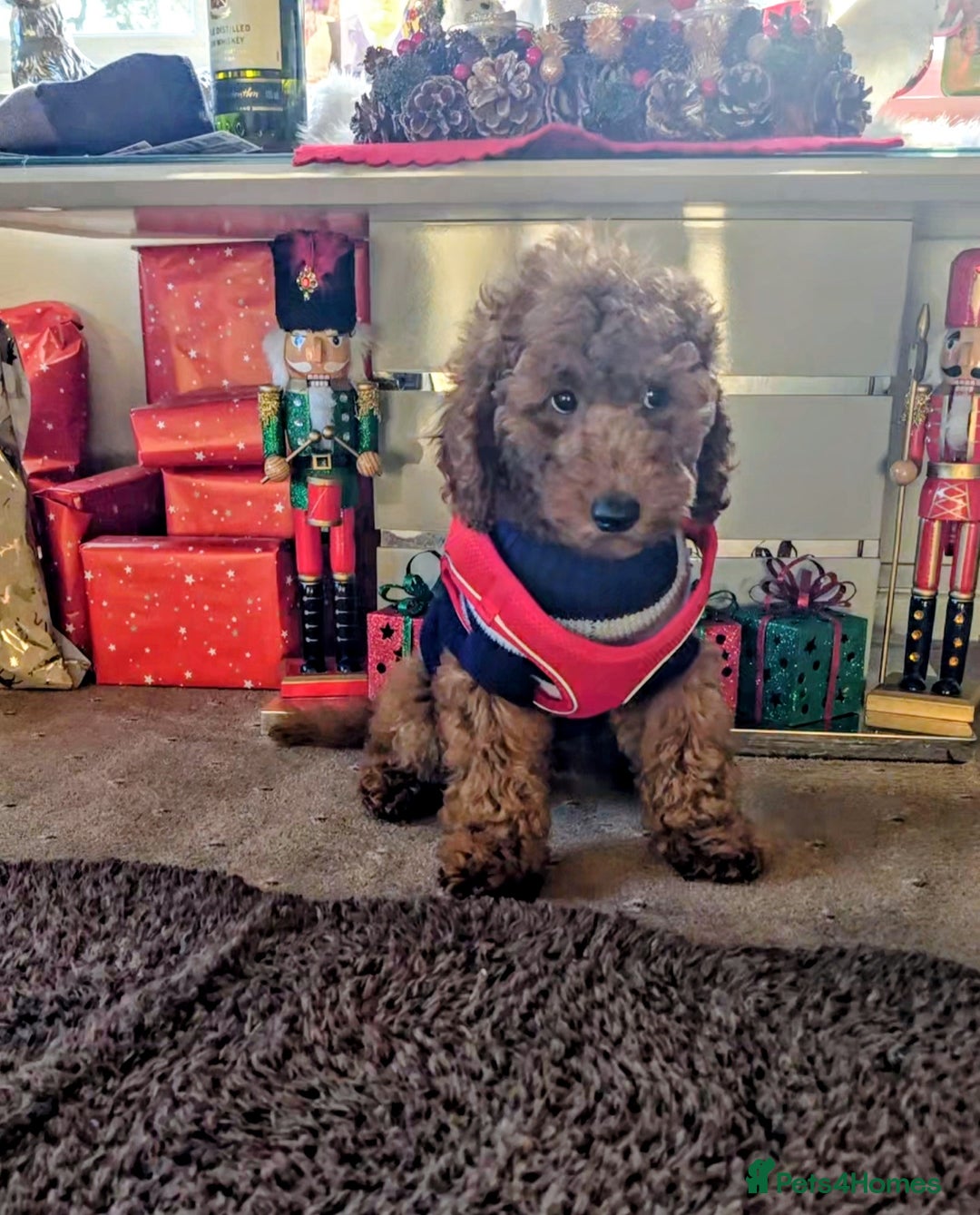 Miniature Poodle dogs for sale: MINIATURE POODLE BOYS NOW AVAILABLE!  - Advert 7