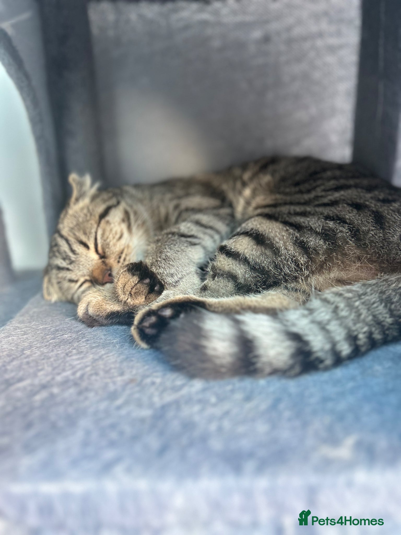 Scottish Fold cats for sale: Scottish fold for sale - Advert 4