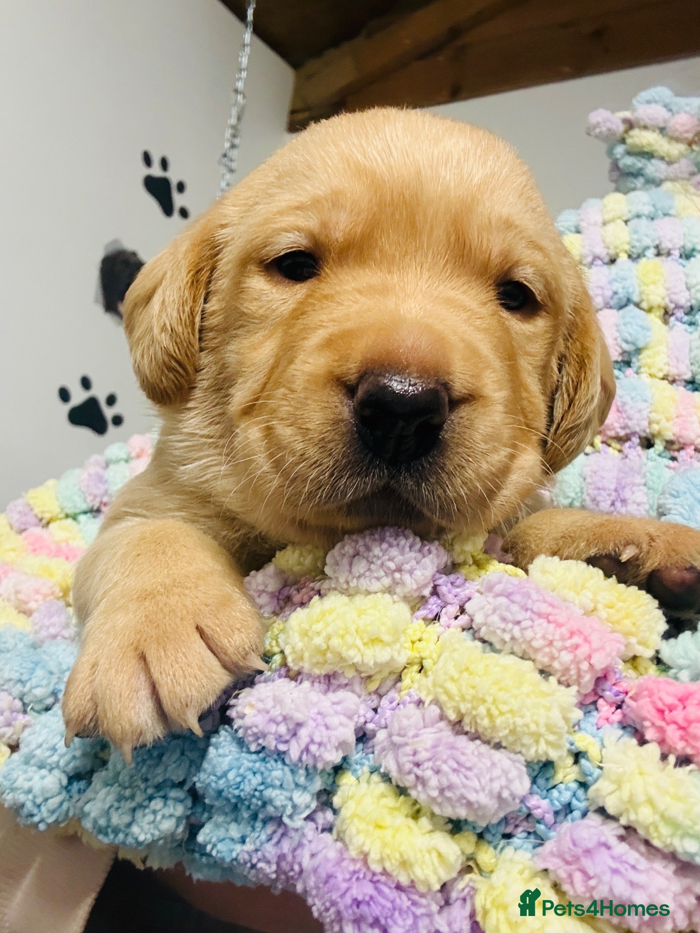 Labrador Retriever dogs Lovely litter  - Advert 16