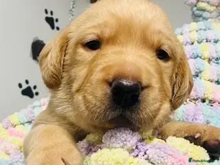 Labrador Retriever dogs Lovely litter - Advert 1