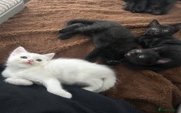 Ragdoll cats for sale: Ragdoll x Russian white kittens  - Image 8