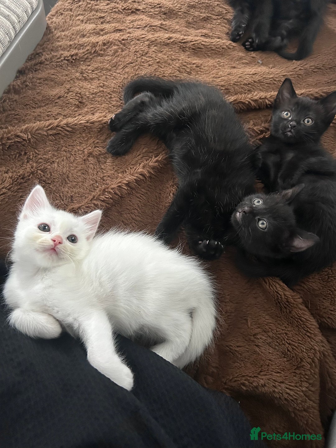 Ragdoll cats for sale: Ragdoll x Russian white kittens  - Image 8