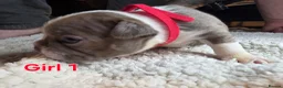Boston Terrier dogs for sale: 🌸 Blossom's Beautiful Bostons 🌸  - Advert 17