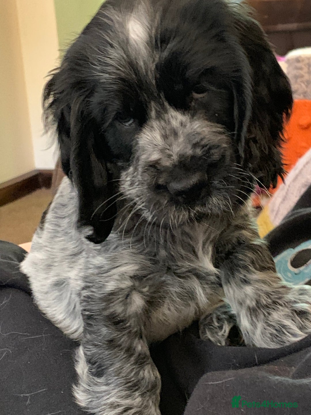 Cocker Spaniel dogs for sale: KC Show Carefully bred for Health and Temperament  - Image 3