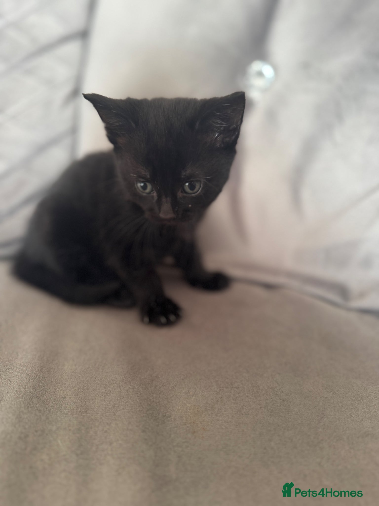 Maine Coon cats for sale: 1/4 Maine Coon kittens  - Advert 4