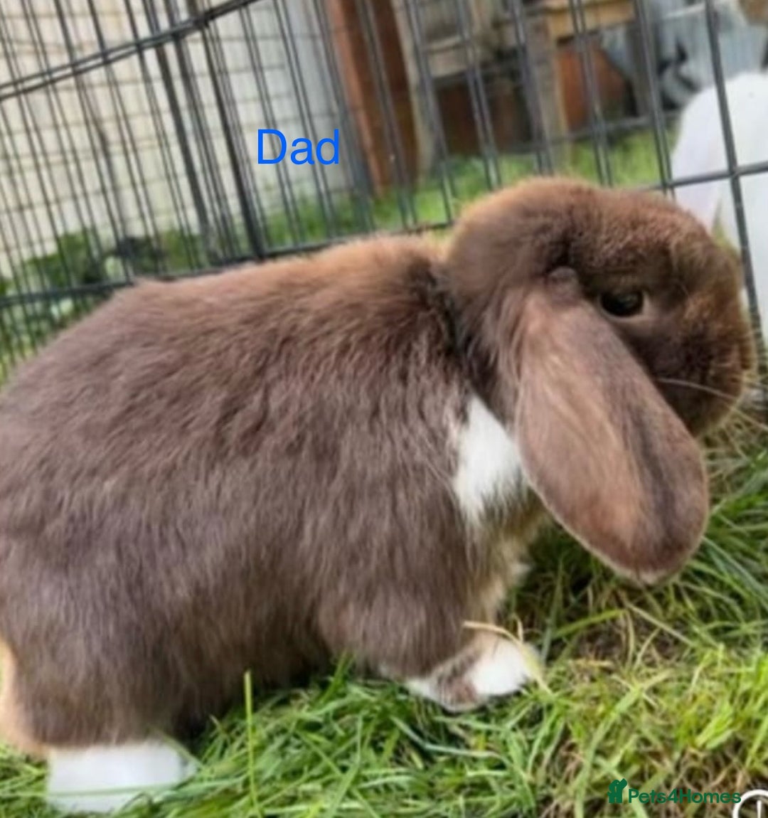 Mini Lop rabbits for sale: 4 beautiful mini lop babies  - Image 21