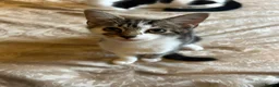 Domestic Shorthair cats for sale: Beautiful kittens 💖 - Advert 17