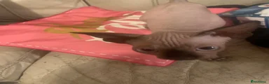 Sphynx 3