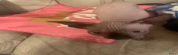 Sphynx cats for sale: 2 boys and 1 female sphynx kittens.  - Advert 3