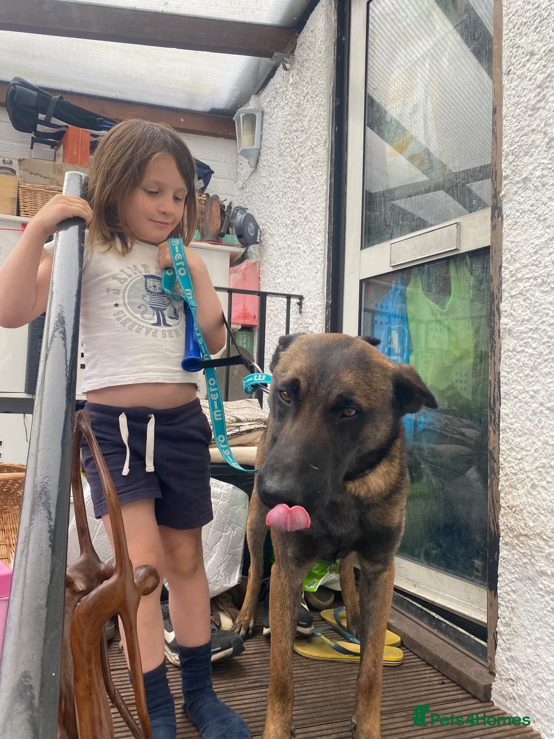 Belgian Shepherd Dog dogs for stud: The one and only Rex in London - Advert 2