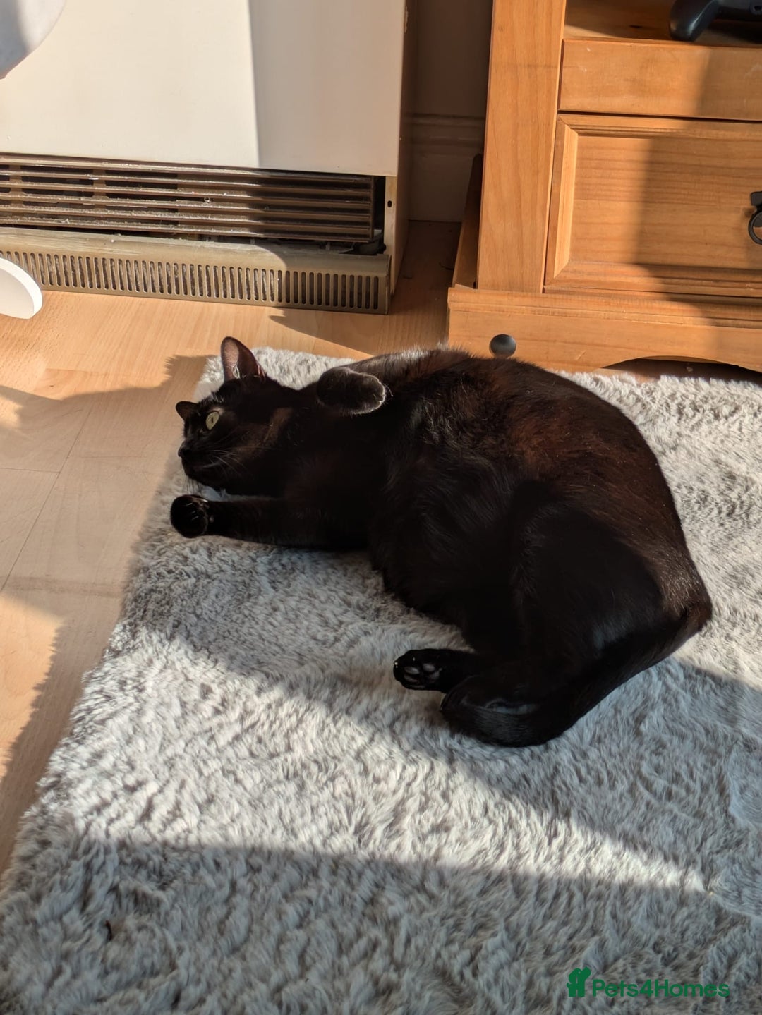 Bombay cats for sale: Female Bombay cat for sale - Image 4