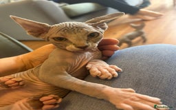 Sphynx cats for sale: Beautiful lot of Sphynx kittens from family pets - Image 3