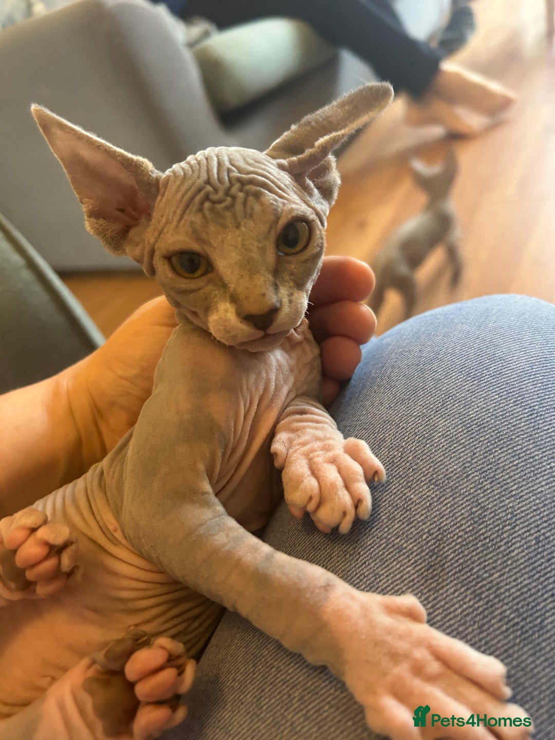Sphynx cats for sale: Beautiful lot of Sphynx kittens from family pets - Image 3
