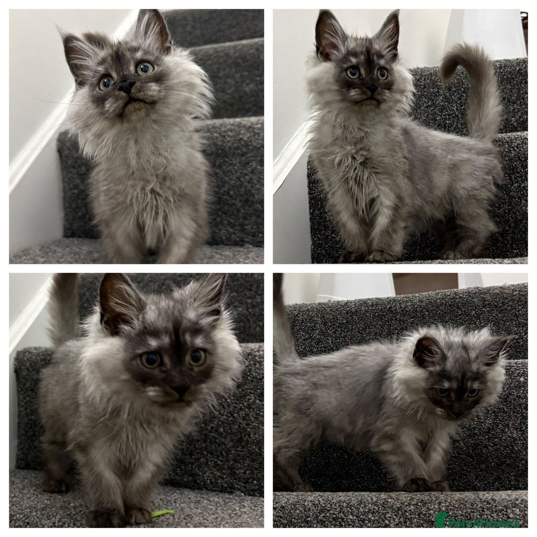 Maine Coon cats for sale: Maine coon kittens  - Advert 2