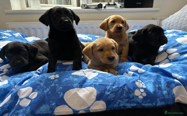 Labrador Retriever dogs - Advert 9