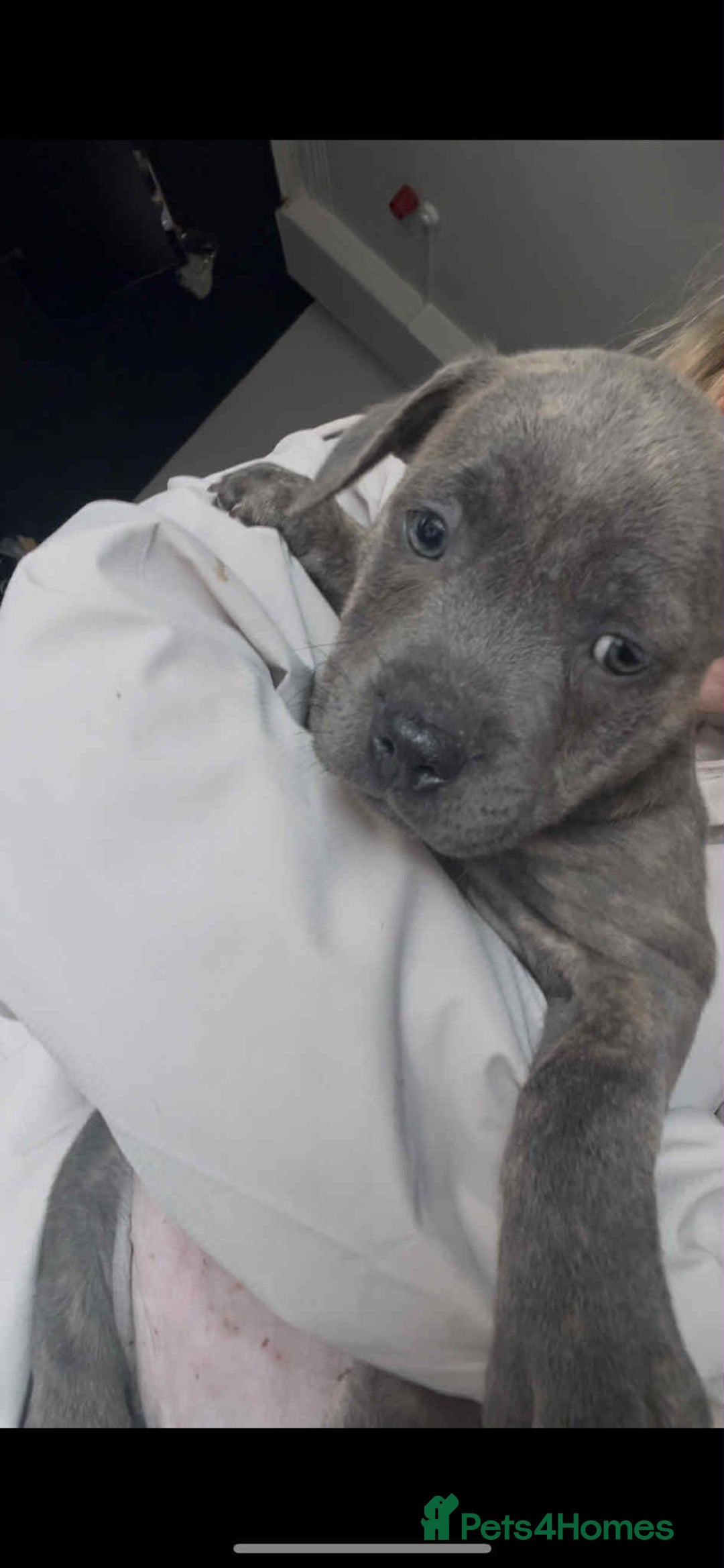 Staffordshire Bull Terrier dogs for sale: Staffy Babies Ready to leave - Image 14