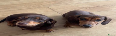 Miniature Dachshund 2