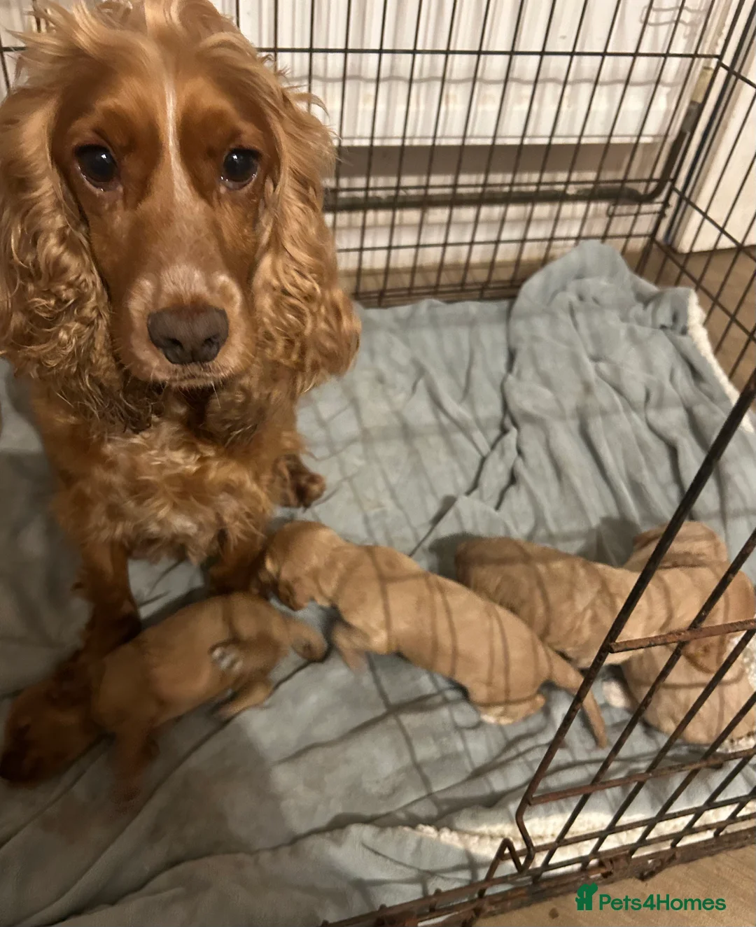 Cockapoo dogs for sale: Cockapoo puppies for sale  - Advert 15