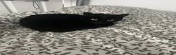 Domestic Shorthair cats for sale: Wendy - Black Cat 🐈‍⬛ - Advert 9