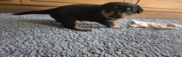 Rottweiler dogs for sale: Strong Traditional Rottweiller Puppies - Advert 4