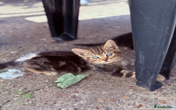 Mixed Breed cats for sale: healthy mixed kittens  - Image 8