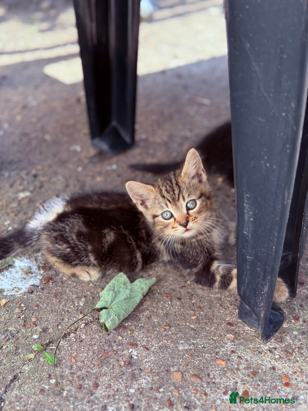 Mixed Breed cats for sale: healthy mixed kittens  - Image 8