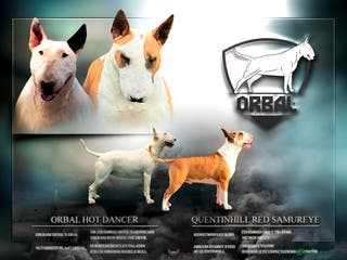 English Bull Terrier dogs CH BLOODLINE TRUE BULL TERRIERS - Advert 6